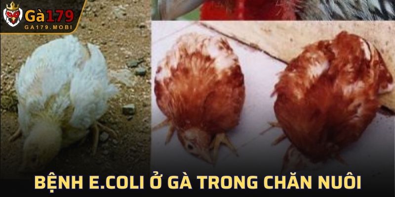 Bệnh E.coli Ở Gà
