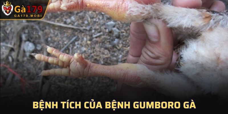 Bệnh tích của bệnh Gumboro gà