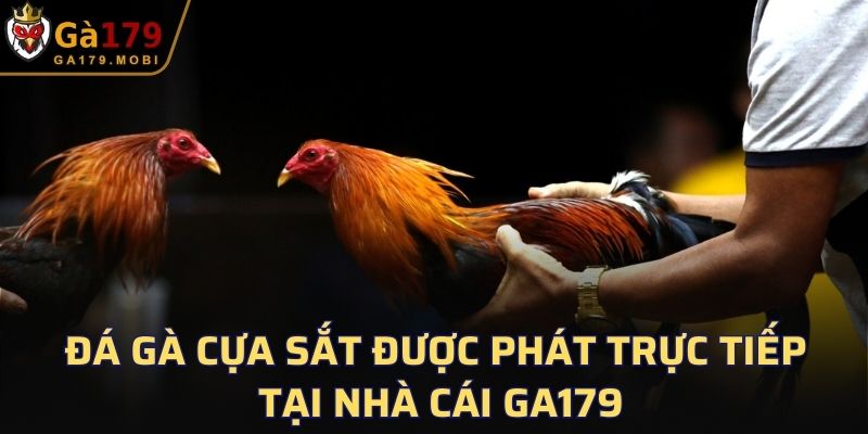 Đá gà cựa sắt được phát trực tiếp tại nhà cái GA179