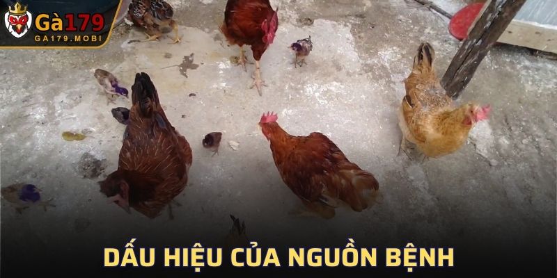 Dấu hiệu của gà bị mắc bệnh