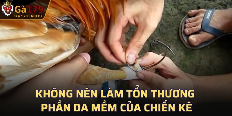 Không nên làm tổn thương phần da mềm của chiến kê