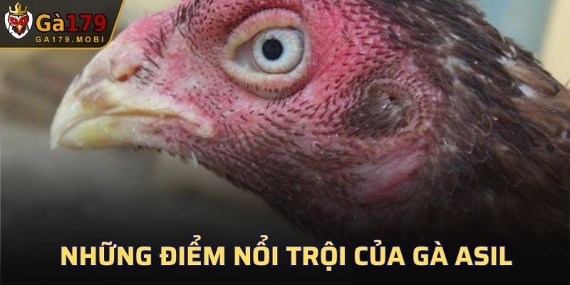 Những điểm nổi trội của gà Asil