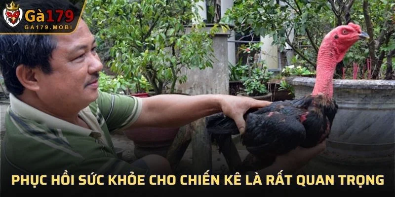Phục hồi sức khỏe cho chiến kê là rất quan trọng trong cách huấn luyện gà chọi chiến